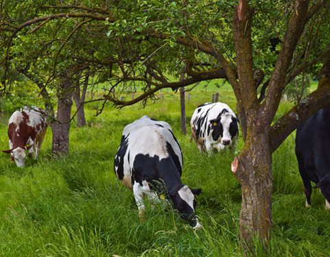 gallery-cow-image-4