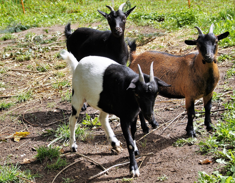 gallery-goat-image-1