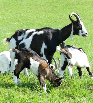 gallery-goat-image-2